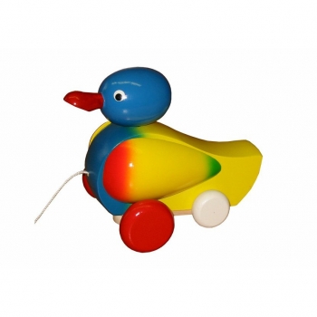 Kačer s modrou hlavou